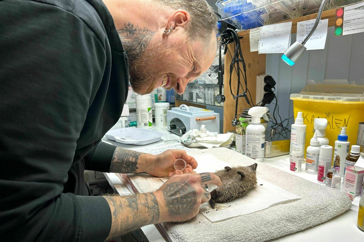 Petrecere de Anul Nou cu animale sălbatice: unde își petrece Franz?