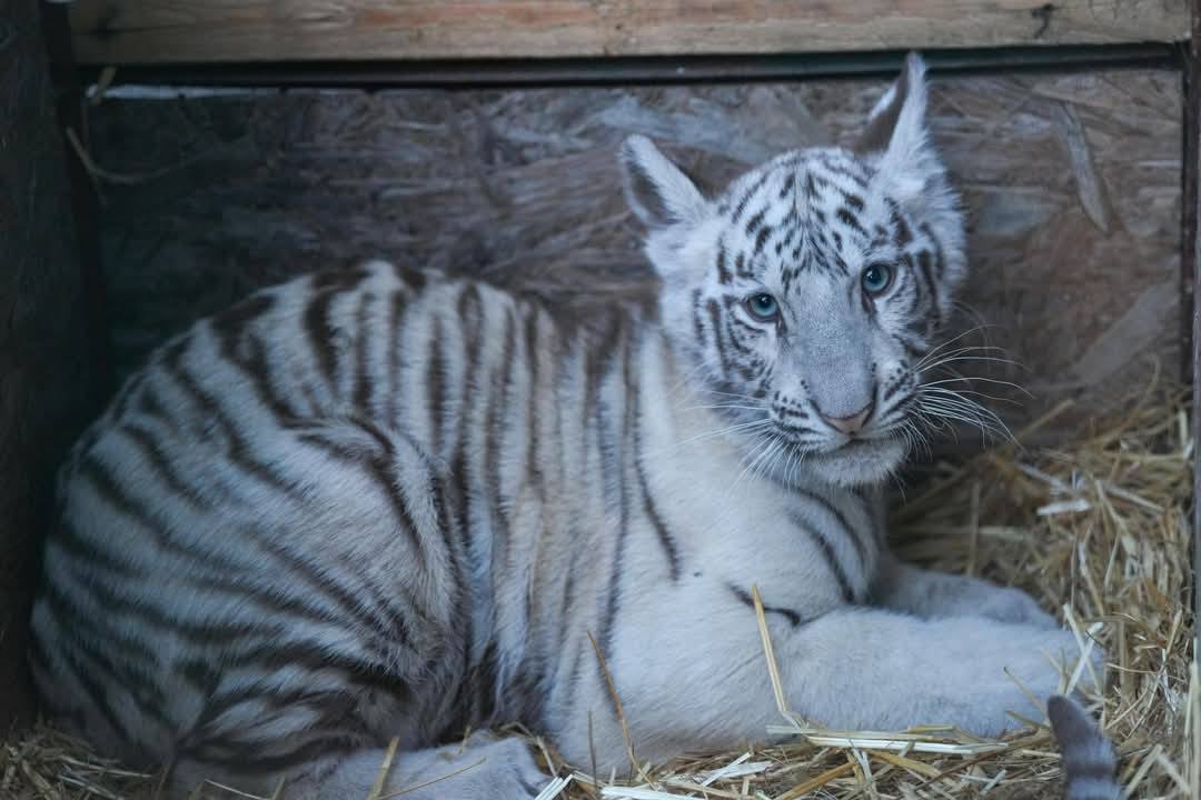 Tragedie la Grădina Zoologică din Craiova: Un tigru alb a dispărut misterioasă Unul dintre cei doi tigri albi de la Grădina Zoologică din Craiova a fost declarat dispărut, iar dispariția sa a suscitat îngrijorare și speculații în rândul vizitatorilor
