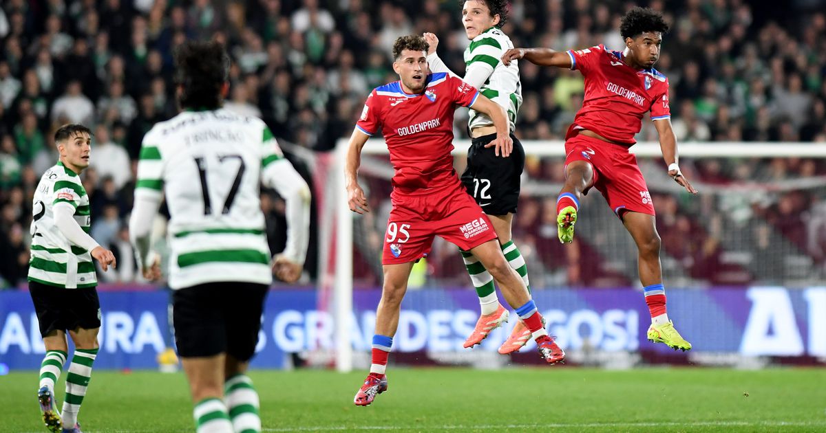 Galo de peito: Duelul care a pus leul în dificultate!