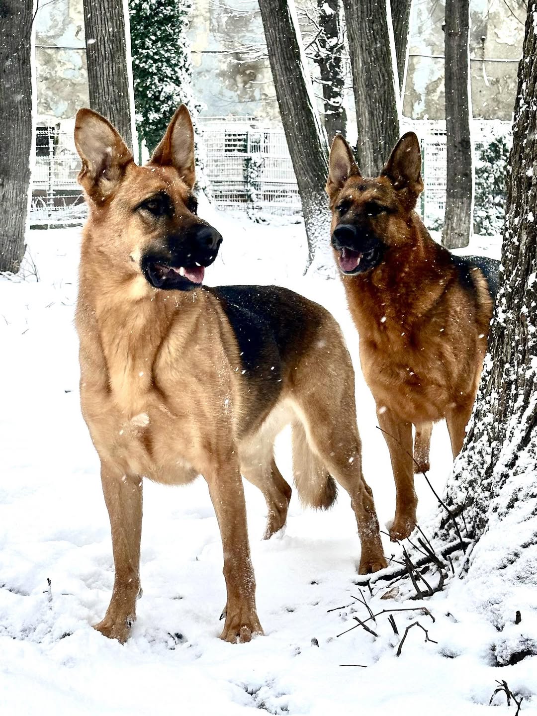 Utilizator Facebook se bucură de zăpadă