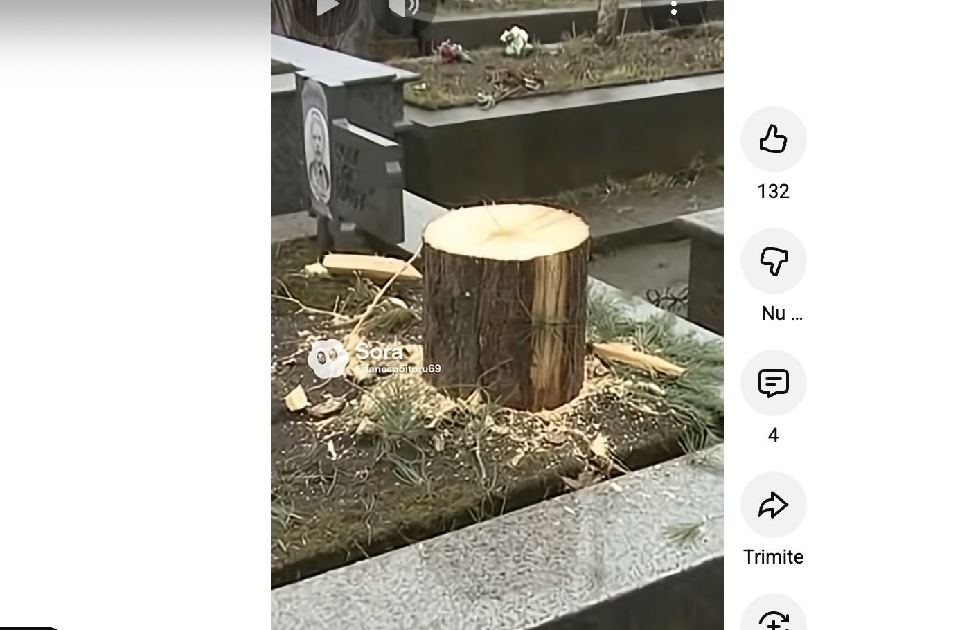 Scandal de proporții în Drăgășani: un brad tăiat din cimitir devine piesa centrală a Târgului de Crăciun Un incident neașteptat a zguduit recent orașul Drăgășani, situat în județul Vâlcea, stârnind indignare în localitate și polemici aprinse în rândul opiniei publice