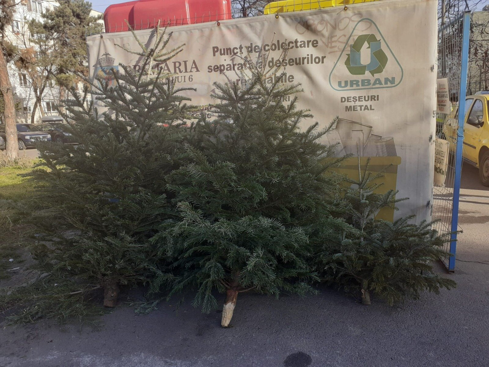 Modalitatea de colectare a braziilor de Crăciun în Sectorul 1