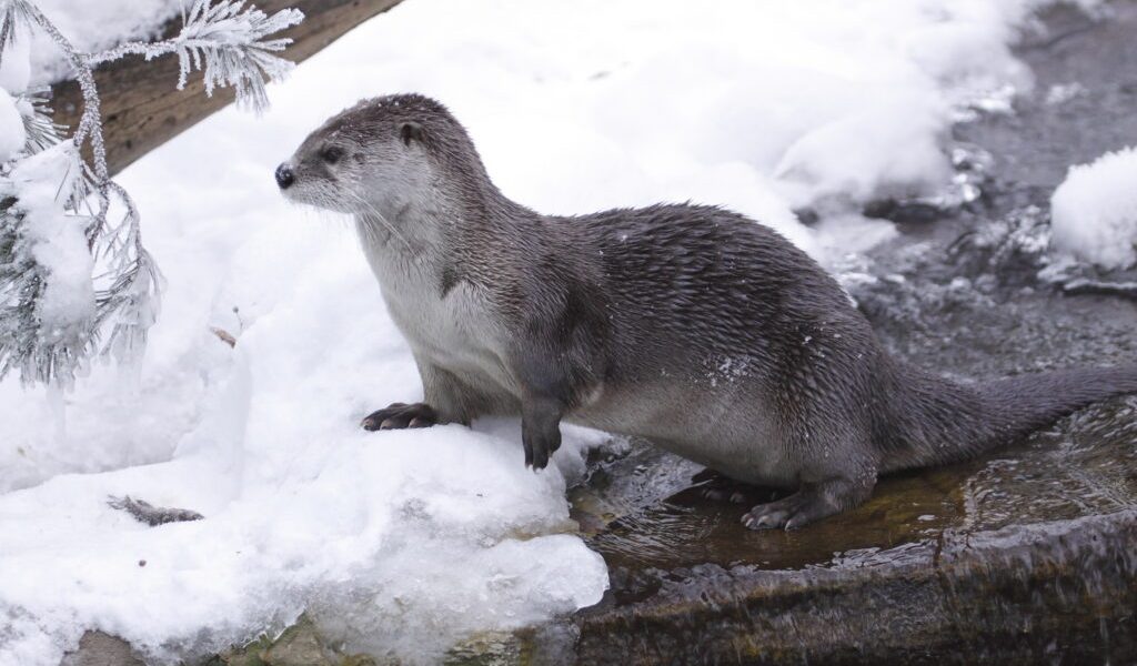 dreamstime_m_17303431-1024x683.jpg - ReactiveNews