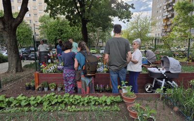 gradinile-comunitare1-debrecen.jpg - ReactiveNews