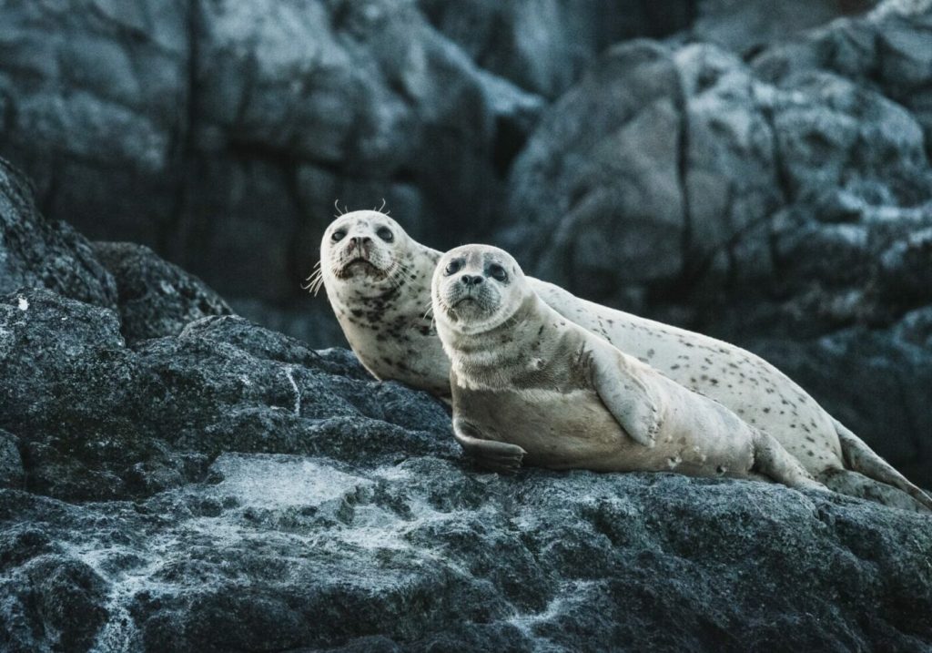 Inteligența artificială revoluționează monitorizarea faunei marine din Scoția Într-o mișcare care promite să schimbe modul în care sunt gestionate rezervațiile naturale și conservarea speciilor, cercetătorii din Scoția au început să utilizeze inteligența artificială pentru a urmări numărul focii cenușii care trăiesc pe plaja Newburgh din Aberdeenshire