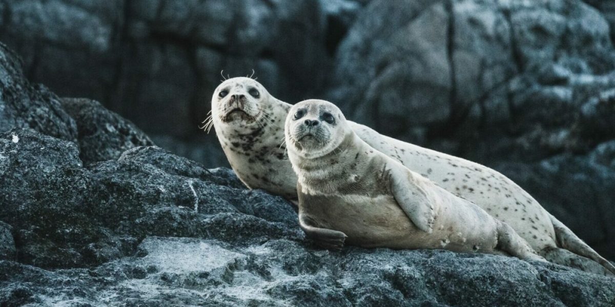 neil-cooper-uwI8R_FyLrI-unsplash-e1670244406712.jpg - ReactiveNews