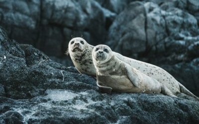 neil-cooper-uwI8R_FyLrI-unsplash-e1670244406712.jpg - ReactiveNews