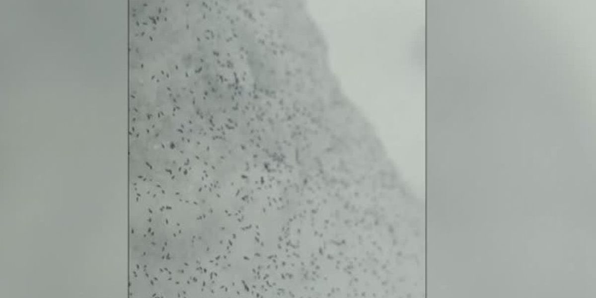 purici-de-zapada-filmati-in-padure-mp4-crop-1768576325.jpg - ReactiveNews