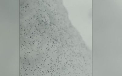 purici-de-zapada-filmati-in-padure-mp4-crop-1768576325.jpg - ReactiveNews