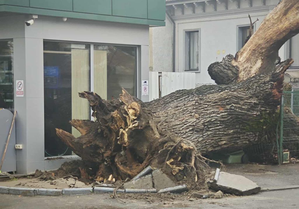 Un monument viu al naturii, un stejar de peste 300 de ani și singurul copac stradal din București, s-a prăbușit marți, marcând o pagubă ireparabilă pentru peisajul urban și istoria orașului