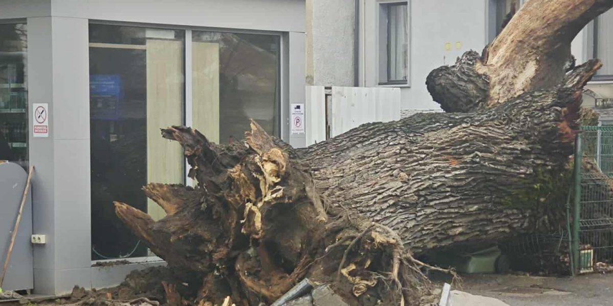 stejarvechi-e1767710263714.jpg - ReactiveNews