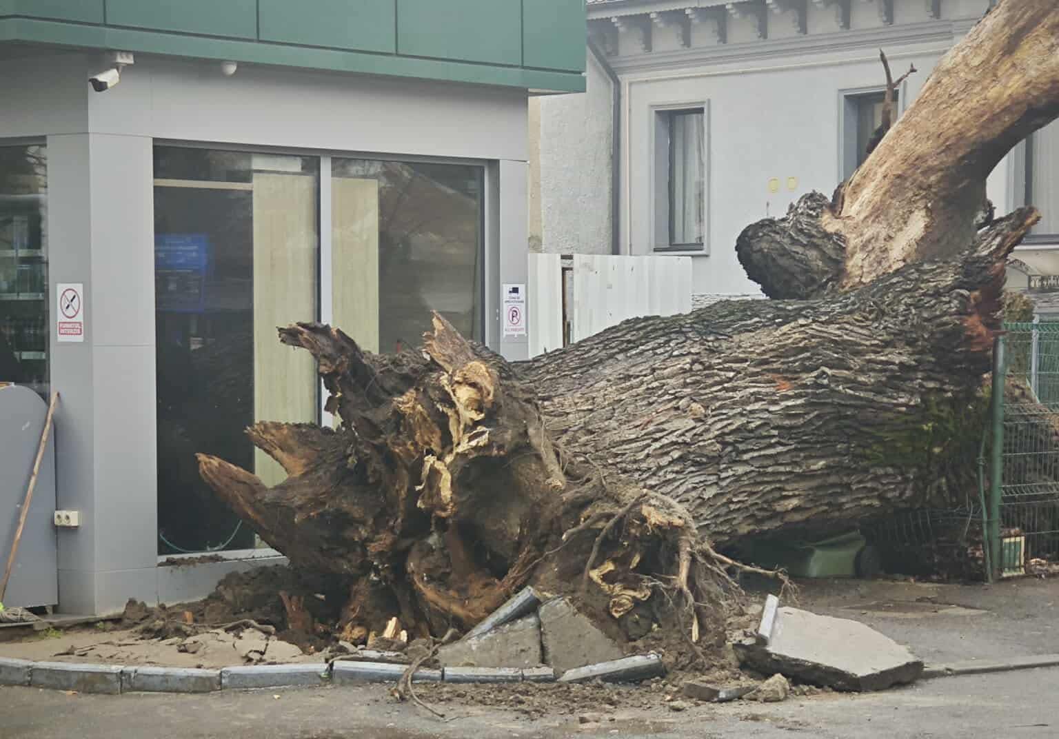 Un monument viu al naturii, un stejar de peste 300 de ani și singurul copac stradal din București, s-a prăbușit marți, marcând o pagubă ireparabilă pentru peisajul urban și istoria orașului