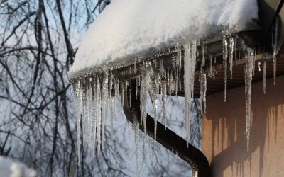 turturi.jpg - ReactiveNews