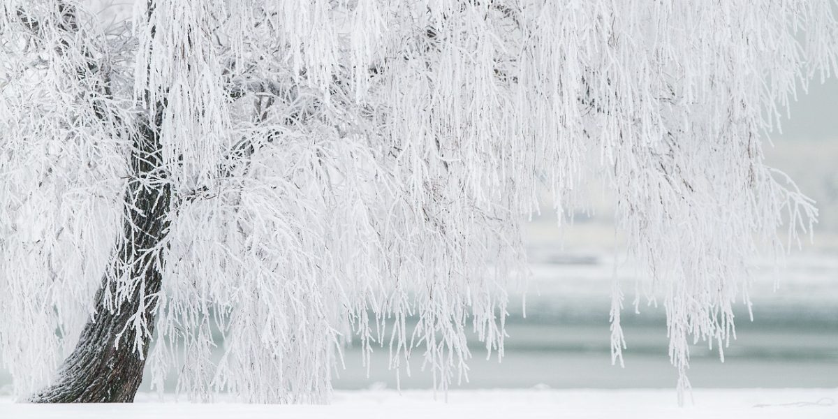 winter-1367153_1280.jpg - ReactiveNews