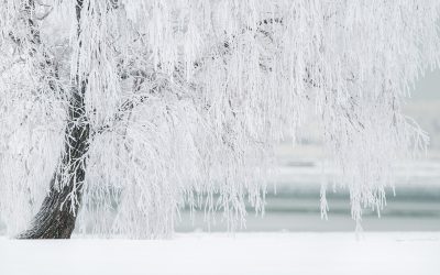 winter-1367153_1280.jpg - ReactiveNews