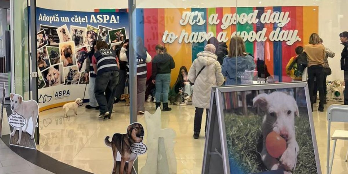 Catei-adoptati-primul-targ-de-adoptii-ASPA.jpg - ReactiveNews