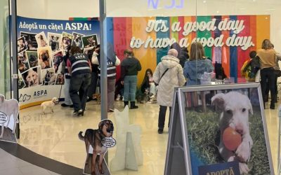 Catei-adoptati-primul-targ-de-adoptii-ASPA.jpg - ReactiveNews