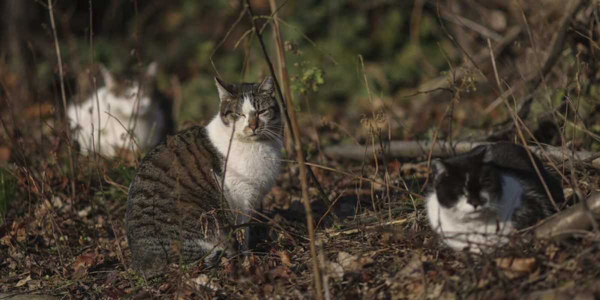 ID289854_INQUAM_Photos_Octav_Ganea-scaled-e1760529916143-1600x918-1.jpg - ReactiveNews