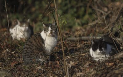 ID289854_INQUAM_Photos_Octav_Ganea-scaled-e1760529916143-1600x918-1.jpg - ReactiveNews