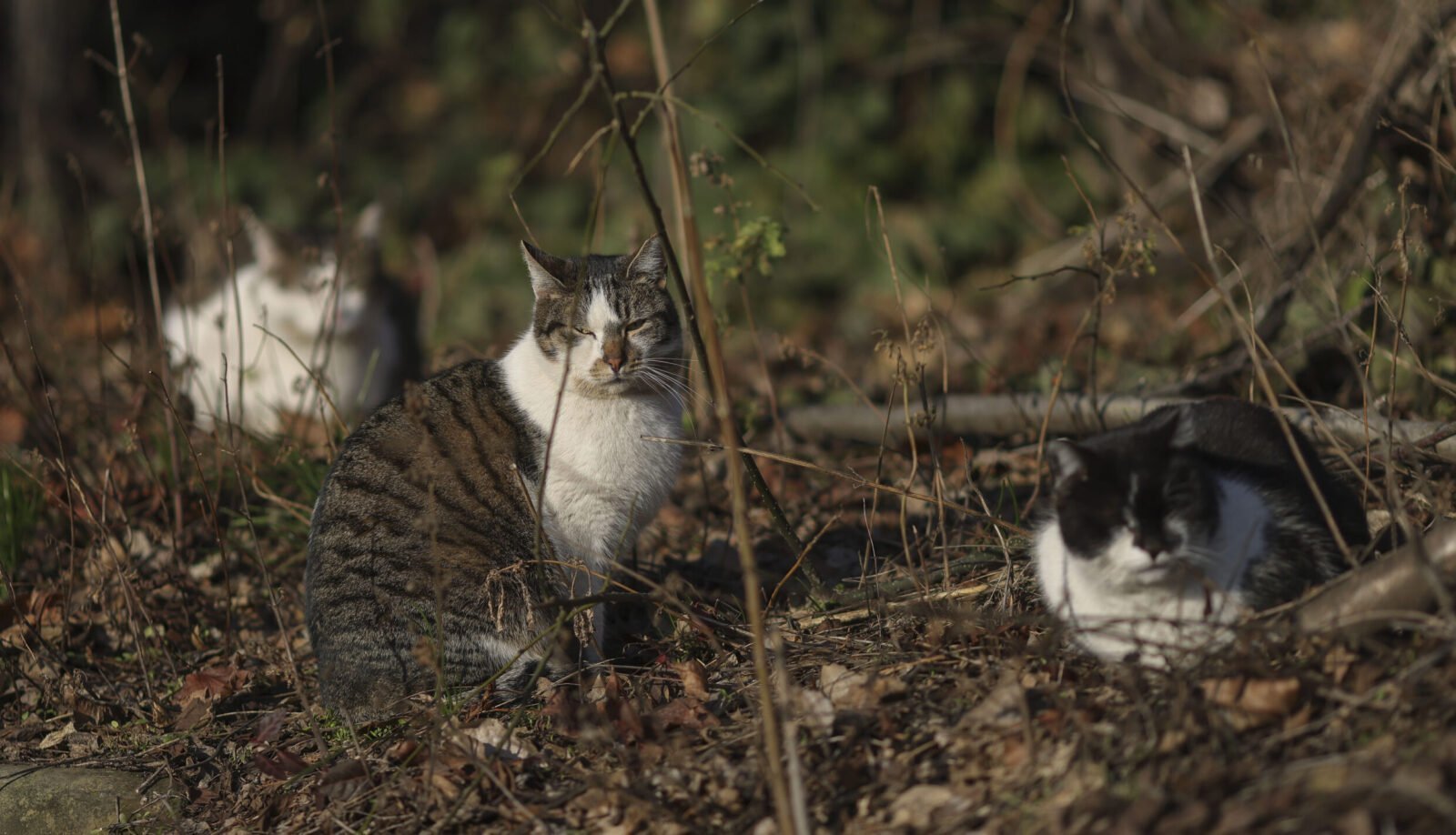 Sector 2: Programul „Blănoșii în siguranță” se desfășoară și în 2023