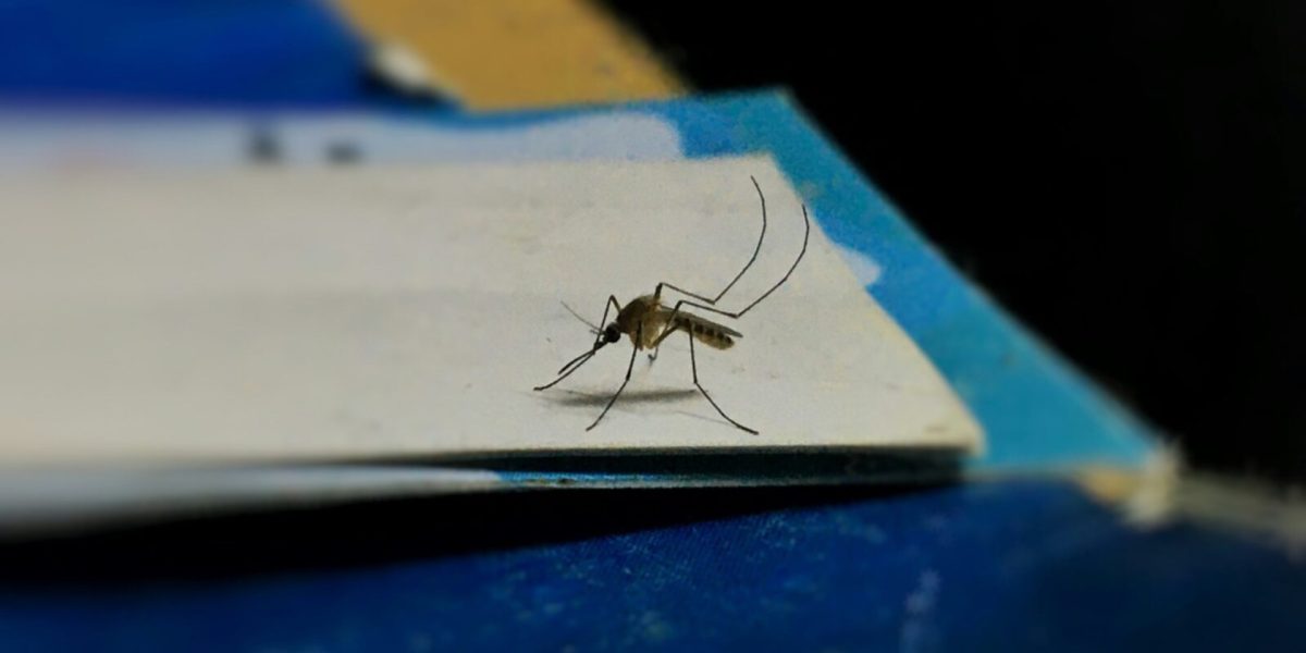 Ilfov-fara-tantari.jpg - ReactiveNews