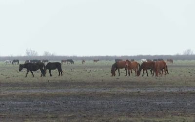 Situație dramatică în Delta Dunării. Zeci de cai sălbatici, găsiți morți din cauza gerului și a lipsei de hrană și de apă