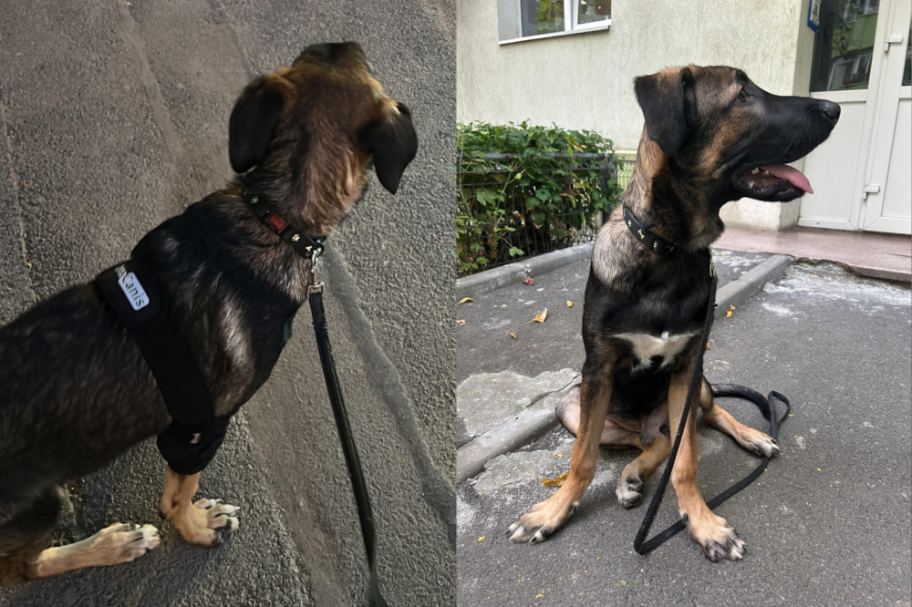 Aventurile unui câine într-un autobuz: între curiozitate și nesupunere Când te urci în autobuz, te aștepți de obicei la o rutină: opriri, oameni grăbiți, mirosuri familiare de reclame, parfumuri și, uneori, praf de drum