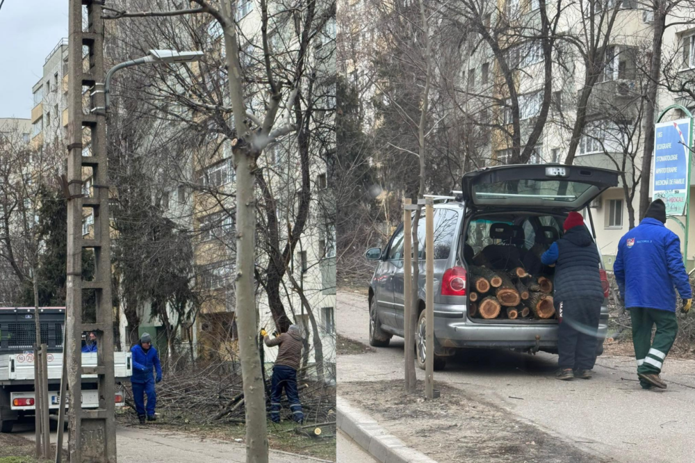 Primăvara aceasta, bulevardul Basarabia din Sectorul 2 al Capitalei a suferit o transformare neprietenoasă pentru mediu, odată cu tăierea mai multor copaci din zona publică