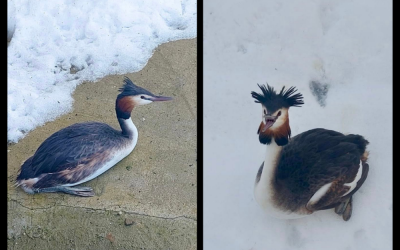 În ce stare este corcodelul mare salvat după incidentul de pe Șoseaua Olteniței