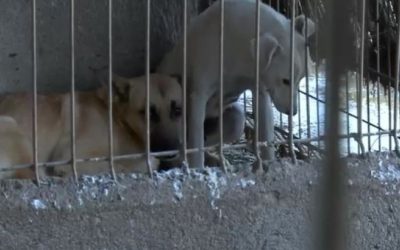 YTBiZDlmNjFjOGNkZjE2ZTU4ZTEzNDQxNWM4NGE3ZGE.thumb_.jpg - ReactiveNews