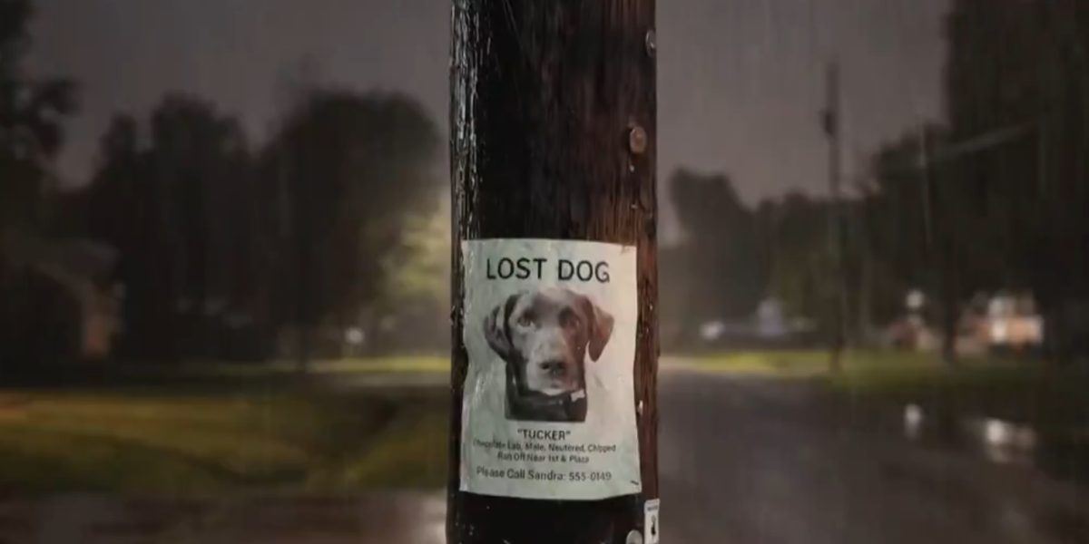 amazon-ring-tehnologie-monitorizare-animale-disparute.jpg - ReactiveNews