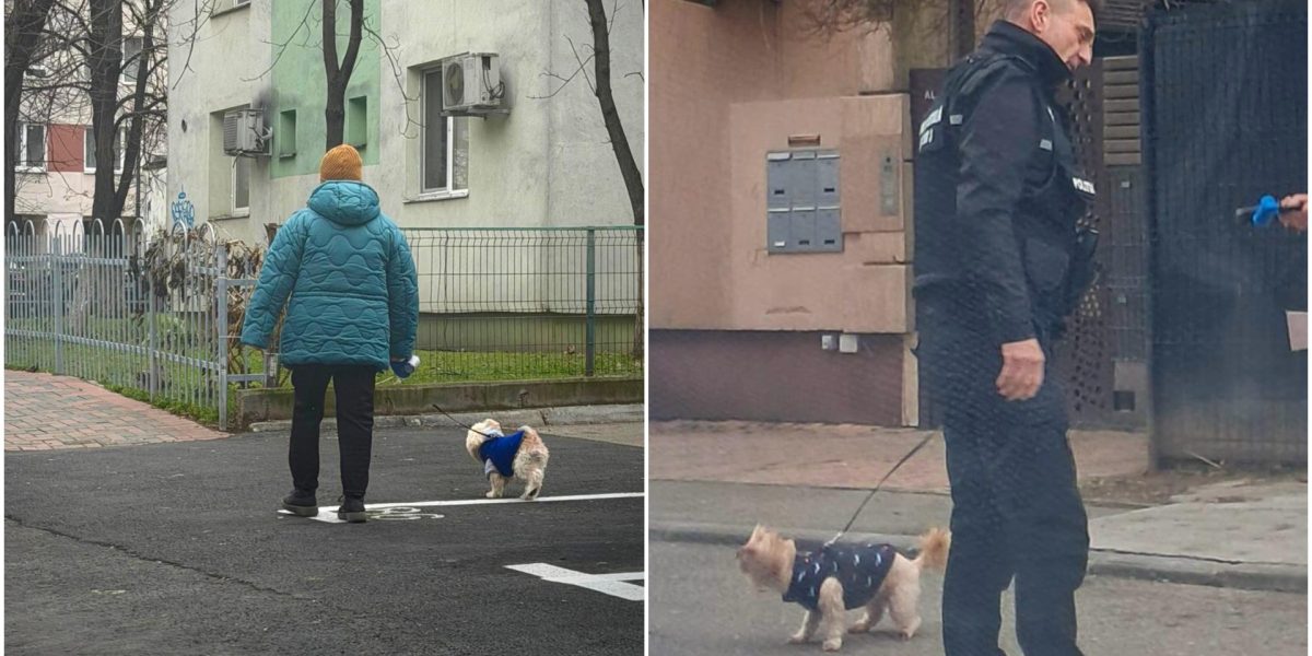 amenzi-bucuresteni-care-nu-strang-dupa-cainii-lor.jpg - ReactiveNews