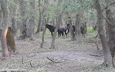 caii-salbatici-de-la-letea.jpg - ReactiveNews