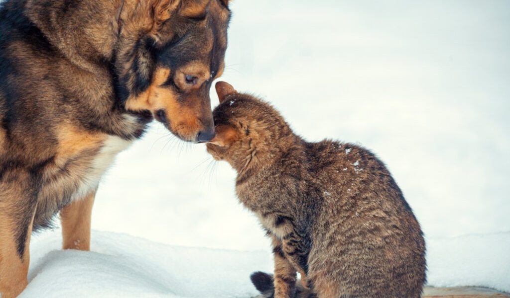 caine-pisica-frig-iarna-zapada.jpg - ReactiveNews
