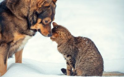 Primăria Sibiu aloce 9 milioane de lei pentru 2.000 de locuri VIP în primul cimitir pentru animale