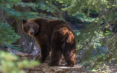 dreamstime_s_52070584.jpg - ReactiveNews