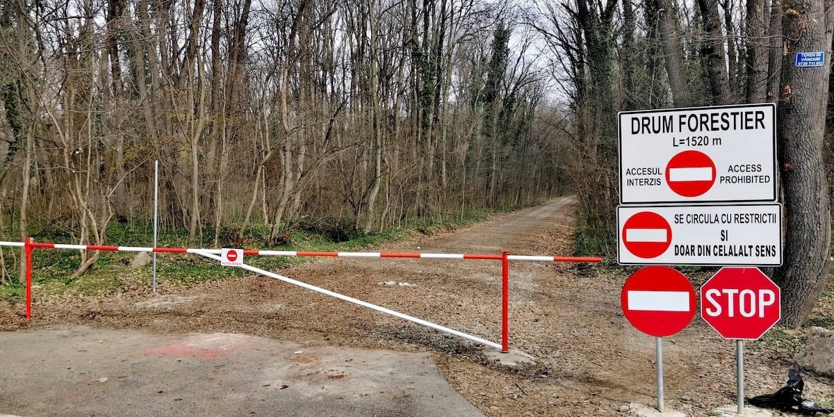 drum-forestier-auto-Padurea-Baneasa.jpg - ReactiveNews