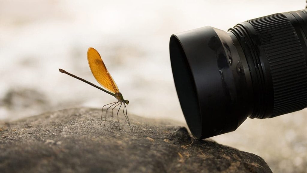 Fotografia macro poate părea, la prima vedere, o artă simplă, însă realitatea dezvăluie rapid complexitatea procesului și subtilitățile tehnice necesare pentru a obține imagini cu adevărat impresionante