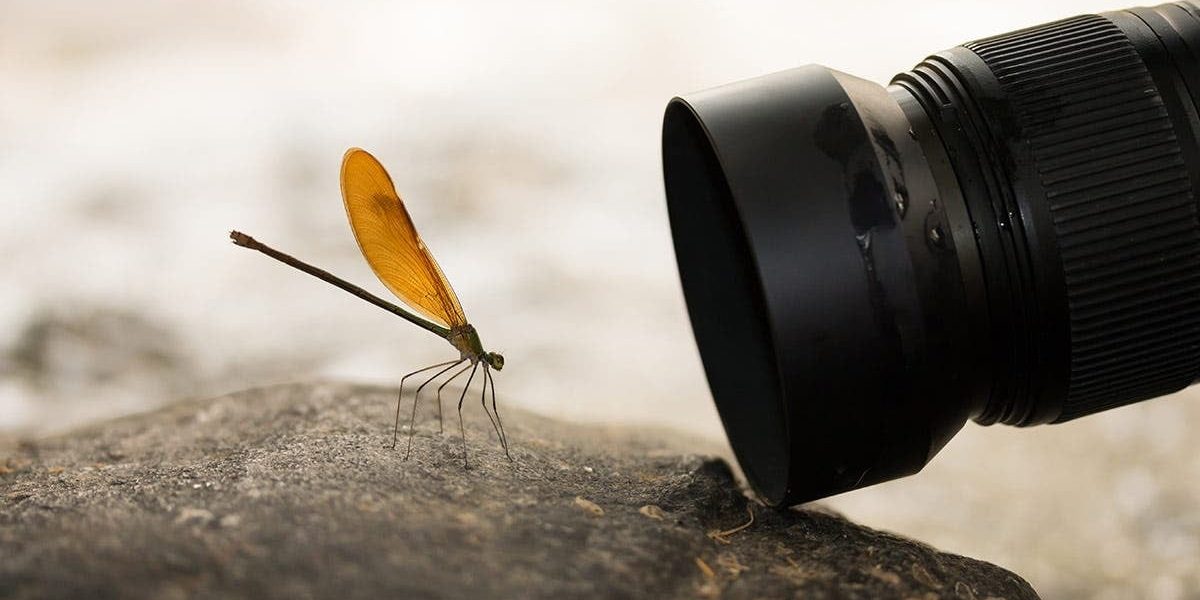 macro-foto.jpg - ReactiveNews