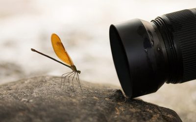 macro-foto.jpg - ReactiveNews