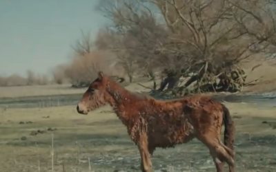 manz.jpg - ReactiveNews