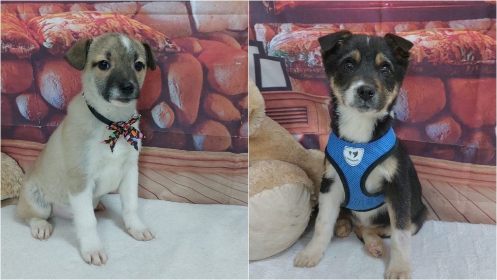 Primul târg de adopții canine al anului 2026 organizează Bucureștiul, marcând începutul unei noi perioade dedicate salvării și reintegrării animalelor fără adăpost în comunitate