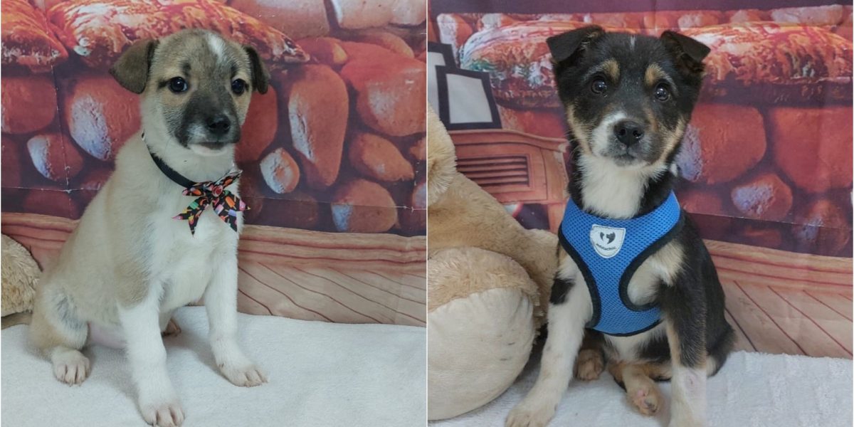 targ-adoptii-ASPA.jpg - ReactiveNews