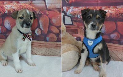 targ-adoptii-ASPA.jpg - ReactiveNews