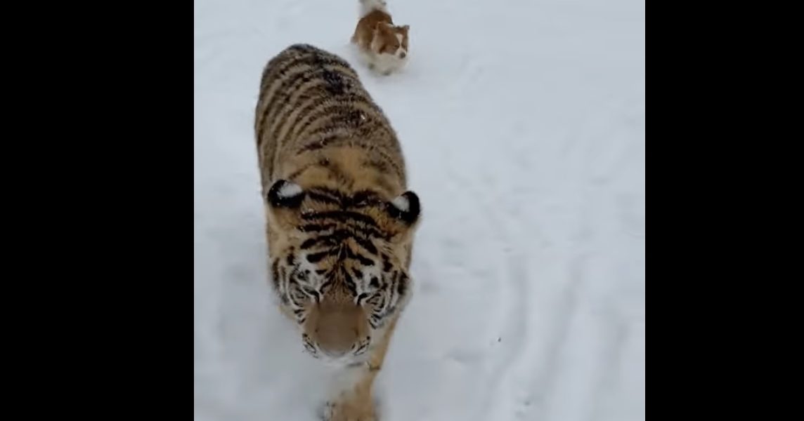 tigru-siberian.jpg - ReactiveNews