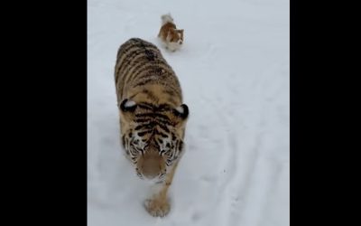 tigru-siberian.jpg - ReactiveNews