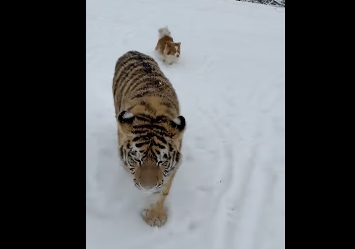 Tigrul siberian din Dâmbovița, viețuit ilegal în menajerie, vizitat contra-cost în 2025