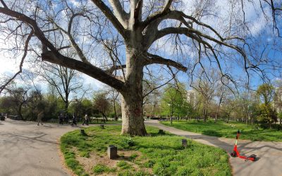 Bucureștenii au acum la dispoziție o metodă mult mai eficientă de a solicita intervenții asupra copacilor