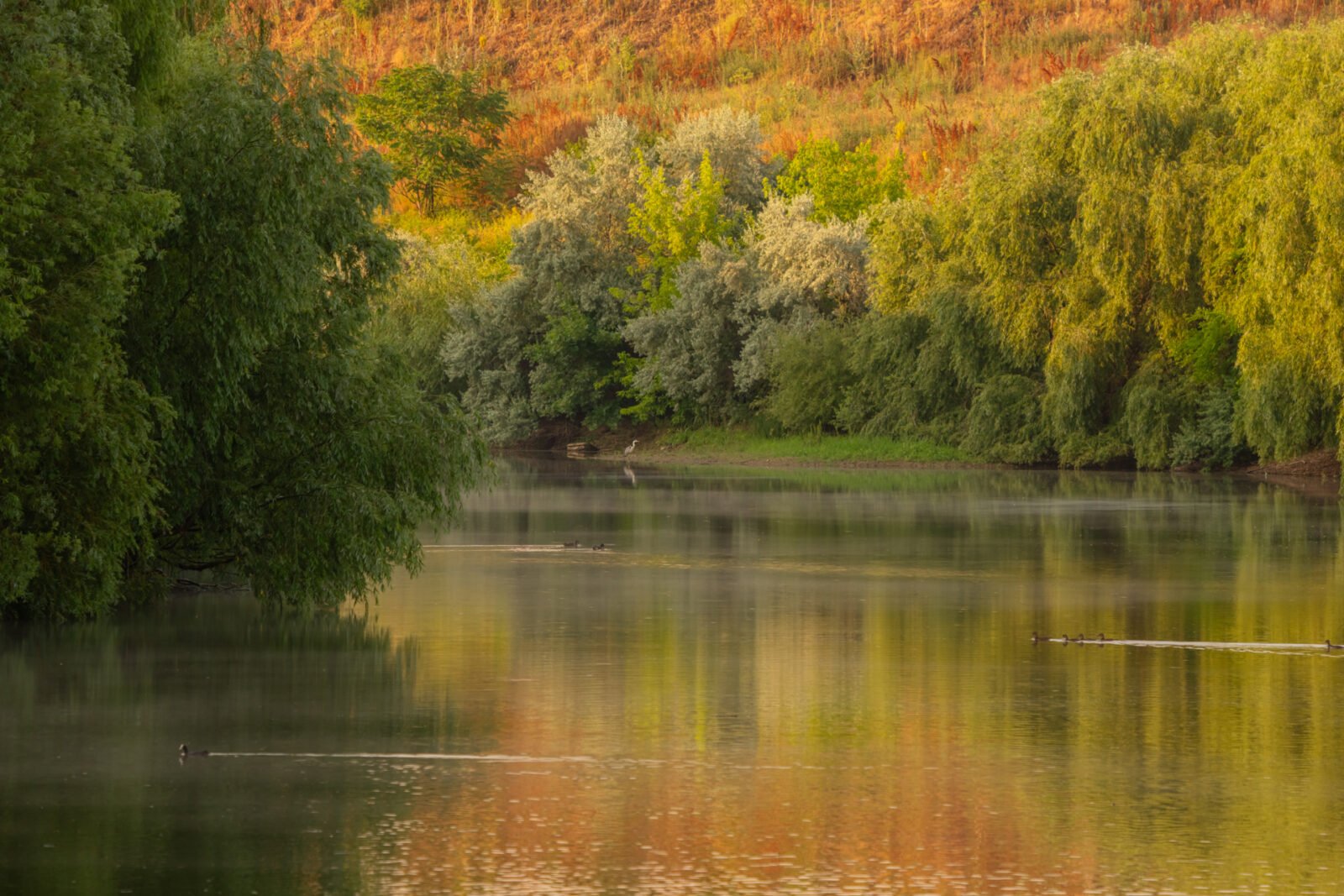Un atelier de explorare foto dedicat biodiversității urbane se va desfășura în acest weekend în zona dintre râul Dâmbovița și Lacul Morii, în București, reunind pasionați de fotografie, natură șiobservație