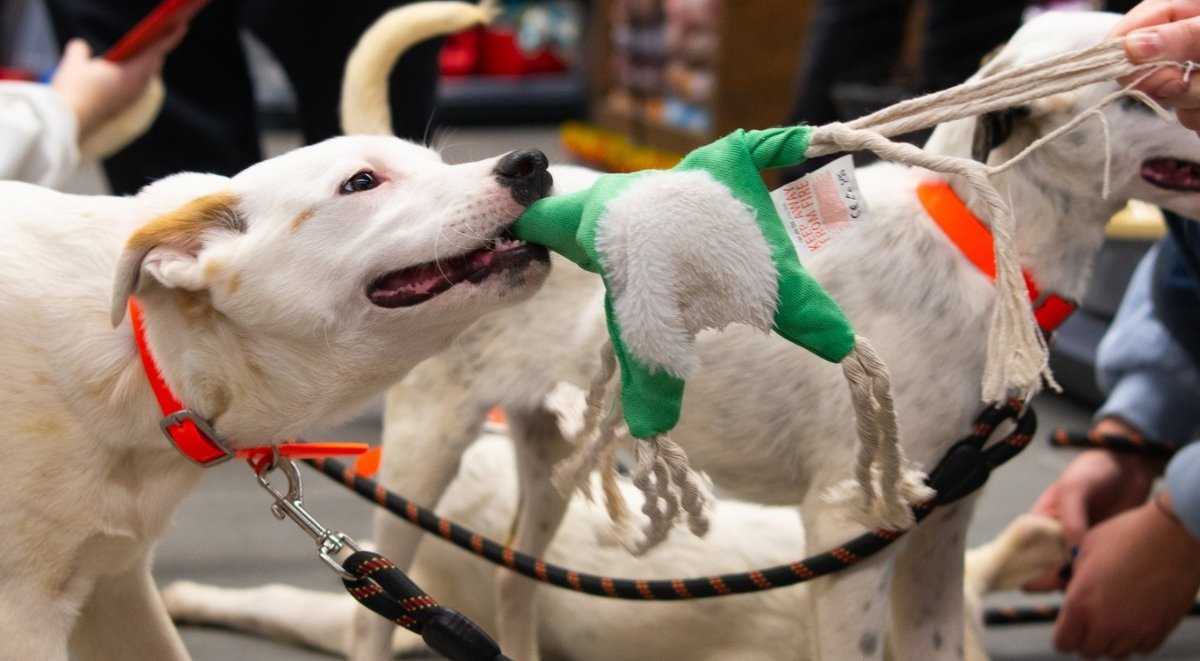 Într-un gest menit să pună umărul la reducerea numărului animalelor fără stăpân și să sprijine adopțiile, Autoritatea pentru Supravegherea și Protecția Animalelor (ASPA) București anunță un eveniment special dedicat iubitorilor de animale și celor dornici să găsească un nou prieten patruped